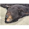 Image 5 : Black Bear Rug Taxidermy