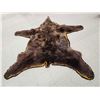 Image 6 : Alaskan Grizzly Bear Rug Taxidermy