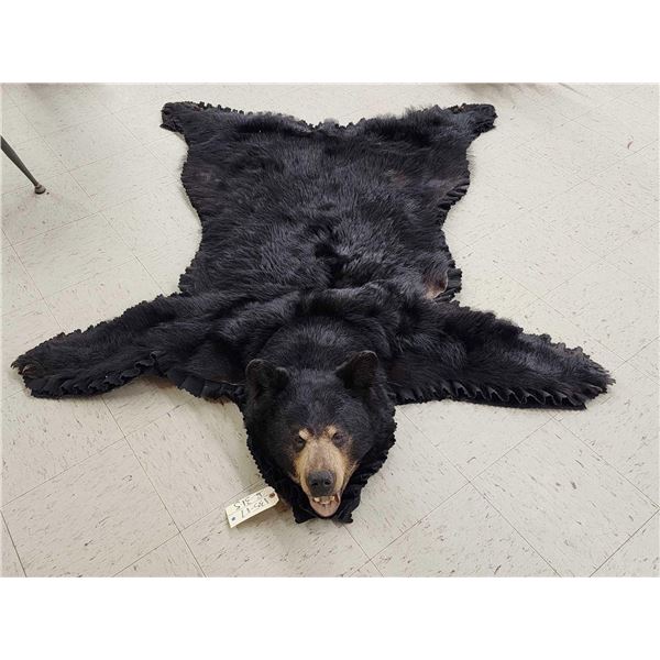 Black Bear Rug Taxidermy