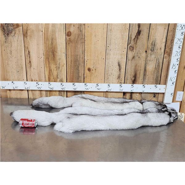 2 Blue Ranch Fox Soft Tanned Furs Taxidermy