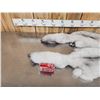 Image 2 : 2 Blue Ranch Fox Soft Tanned Furs Taxidermy