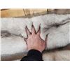 Image 4 : 2 Blue Ranch Fox Soft Tanned Furs Taxidermy