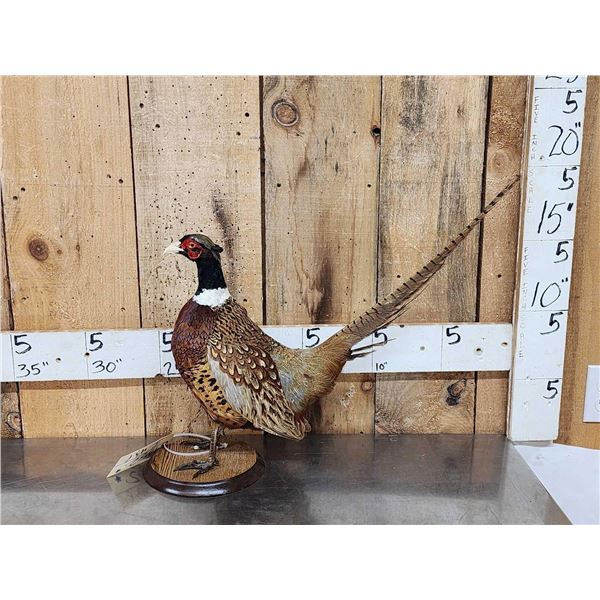 Ringneck Pheasant Full Body Bird Taxidermy