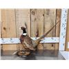 Image 1 : Ringneck Pheasant Full Body Bird Taxidermy