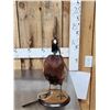 Image 2 : Ringneck Pheasant Full Body Bird Taxidermy