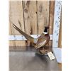 Image 3 : Ringneck Pheasant Full Body Bird Taxidermy