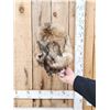 Image 10 : Coyote Fur Hat Ear Muffs & Mittens