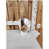Image 5 : Coyote Fur Hat Ear Muffs & Mittens