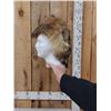 Image 8 : Coyote Fur Hat Ear Muffs & Mittens