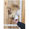 Image 9 : Coyote Fur Hat Ear Muffs & Mittens