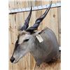 Image 11 : African Eland Pedestal Taxidermy Mount