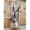 Image 12 : African Eland Pedestal Taxidermy Mount