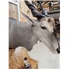 Image 14 : African Eland Pedestal Taxidermy Mount
