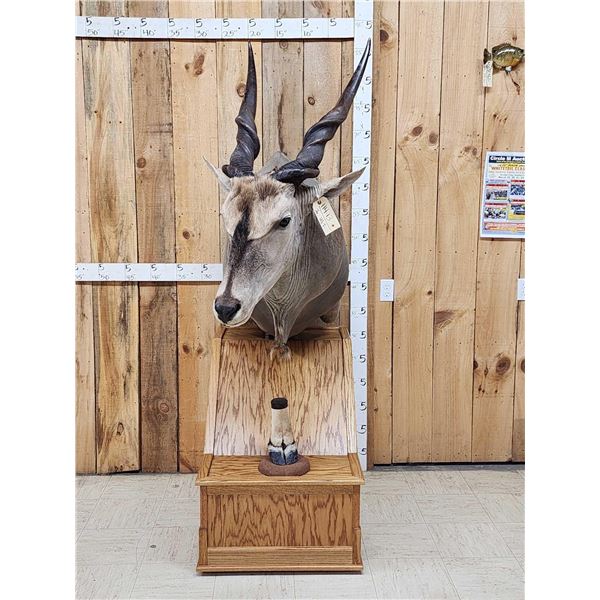 African Eland Pedestal Taxidermy Mount