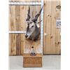 Image 1 : African Eland Pedestal Taxidermy Mount