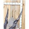 Image 2 : African Eland Pedestal Taxidermy Mount