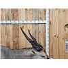 Image 5 : African Eland Pedestal Taxidermy Mount