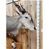 Image 6 : African Eland Pedestal Taxidermy Mount