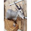 Image 7 : African Eland Pedestal Taxidermy Mount