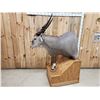 Image 8 : African Eland Pedestal Taxidermy Mount