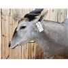 Image 9 : African Eland Pedestal Taxidermy Mount