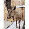 Image 5 : Siberian Ibex Full Body Taxidermy Mount