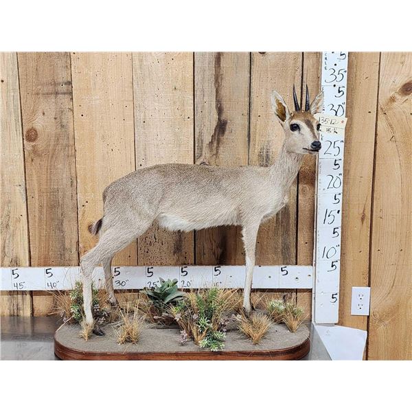 African Bush Duiker Full Body Taxidermy Mount