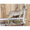 Image 2 : African Bush Duiker Full Body Taxidermy Mount