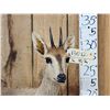 Image 3 : African Bush Duiker Full Body Taxidermy Mount