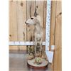 Image 4 : African Bush Duiker Full Body Taxidermy Mount