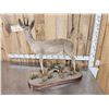 Image 5 : African Bush Duiker Full Body Taxidermy Mount