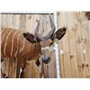 Image 2 : African Bongo Antelope Full Body Taxidermy Mount