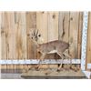 Image 1 : African Steinbok Full Body Taxidermy Mount