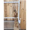 Image 2 : African Steinbok Full Body Taxidermy Mount
