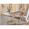 Image 4 : African Steinbok Full Body Taxidermy Mount
