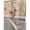 Image 5 : African Steinbok Full Body Taxidermy Mount