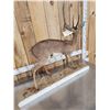 Image 7 : African Steinbok Full Body Taxidermy Mount