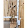 Image 2 : African Steinbok Full Body Taxidermy Mount