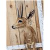 Image 3 : African Steinbok Full Body Taxidermy Mount