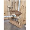 Image 5 : African Steinbok Full Body Taxidermy Mount