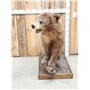 Image 2 : Blonde Phase Black Bear Full Body Taxidermy Mount