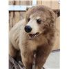 Image 3 : Blonde Phase Black Bear Full Body Taxidermy Mount