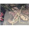 Image 10 : Taxidermy Curiosity Cabinet Includes 11 Taxidermy Mounts
