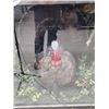 Image 11 : Taxidermy Curiosity Cabinet Includes 11 Taxidermy Mounts