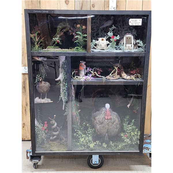 Taxidermy Curiosity Cabinet Includes 11 Taxidermy Mounts