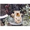 Image 5 : Taxidermy Curiosity Cabinet Includes 11 Taxidermy Mounts