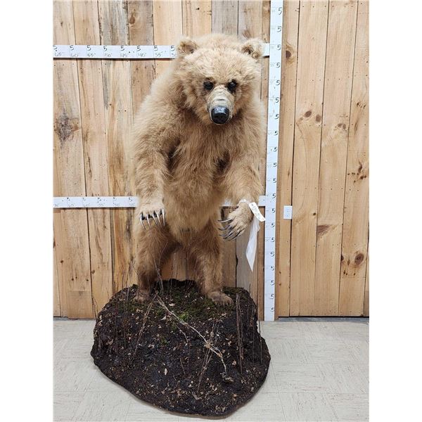Alaskan Brown Bear Full Body Taxidermy Mount