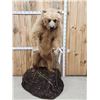 Image 1 : Alaskan Brown Bear Full Body Taxidermy Mount