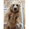 Image 2 : Alaskan Brown Bear Full Body Taxidermy Mount
