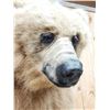 Image 3 : Alaskan Brown Bear Full Body Taxidermy Mount
